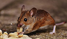 24 Hour & Emergency Exterminators in Uniontown, OH